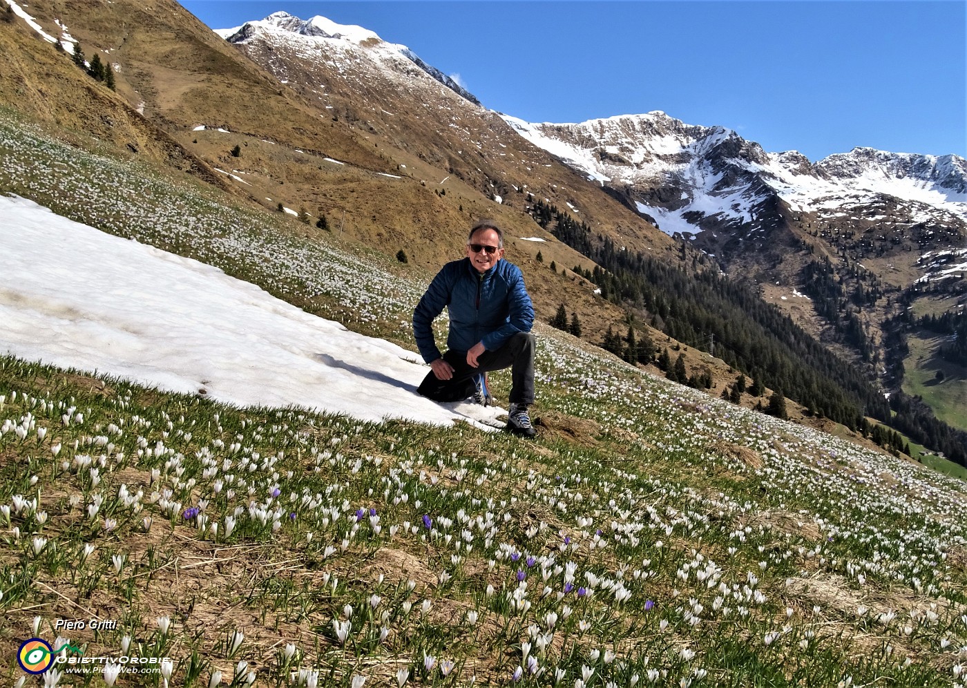 02 Il bianco della neve rimpiazzato dal bianco o dal violetto dei Crocus vernus o dall'azzurro intenso della Scilla bifolia.JPG